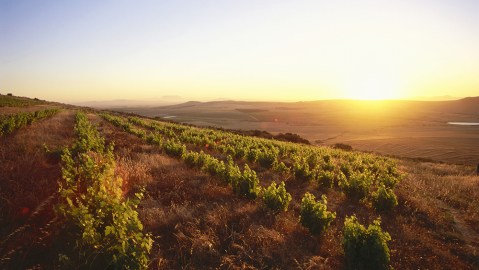 查看在日落，Malmesbury，Swartland，西开普，南非，非洲的天文台酒窖的葡萄园