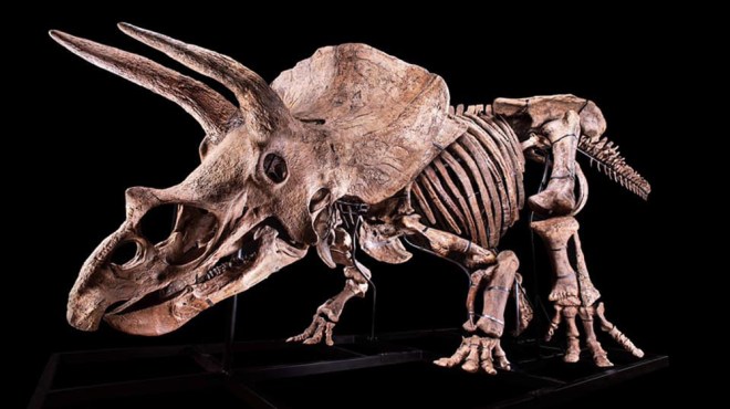 大约翰，世界上最大的Triceratops骨架